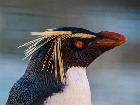 Rockhopper Penguin Bird Facts - Eudyptes chrysocome - A-Z Animals