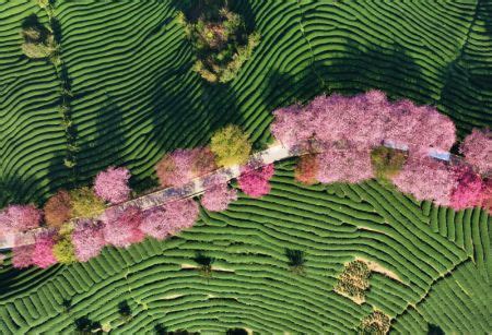 Photos Chine : cerisiers en fleurs au Fujian — Chine Informations