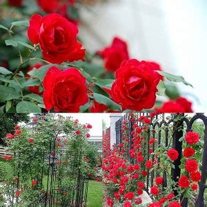 VibeX XLR-57 - Climbing Rose Red Bush Vine - (300 Seeds) Seed Price in ...