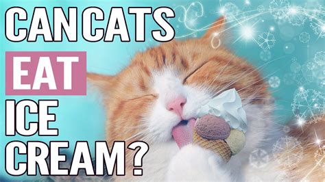 Can Cats Eat Ice Cream? | Cat Health Guide! | Kitty County