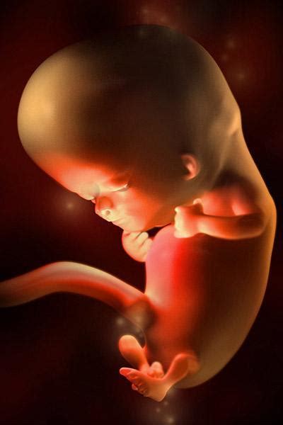 孕期第10周胎儿发育全过程，胎宝宝像金橘那么大并且开始长出眉毛