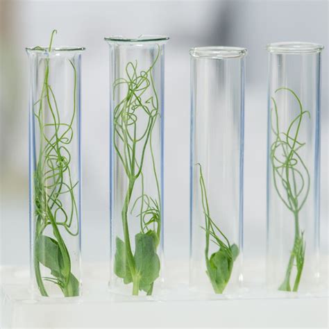Image result for Lab-Grown Process
