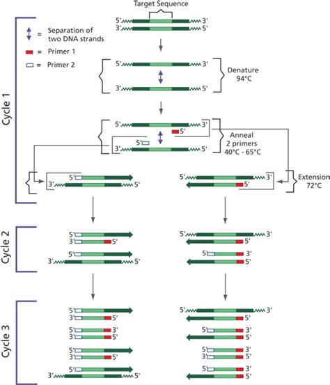Image result for PCR Introduction