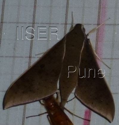Ramana Athreya @ IISER-Pune : Sphingid Species Notes