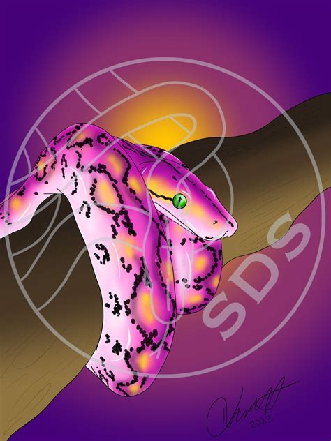 Image result for Super Dwarf Reticulated Python