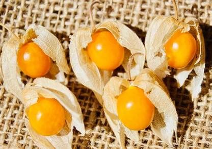 QALANDAR Golden/Cape Gooseberries (Physalis peruviana) Seed Price in ...
