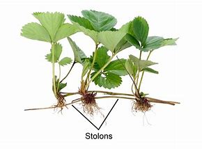 Image result for stolon