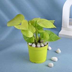 Floweraura Golden Money Plant Price in India - Buy Floweraura Golden ...