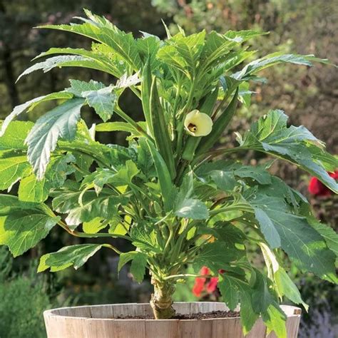Clemson Spineless Okra Seeds – Spineless Okra Variety for Gardens ...