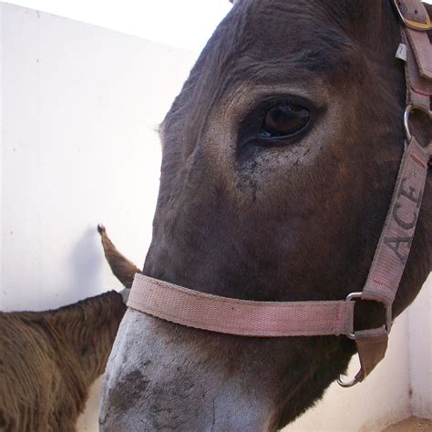 ACE - ANIMAL CARE IN EGYPT (2024) All You Need to Know BEFORE You Go ...