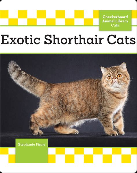 Exotic Shorthair Cats Book by Stephanie Finne | Epic