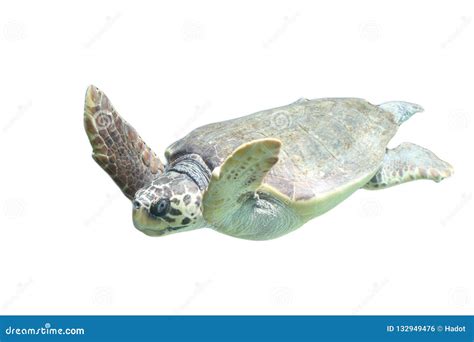 Loggerhead Turtle 的图像结果