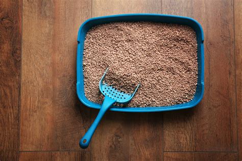 best dust free cat litter