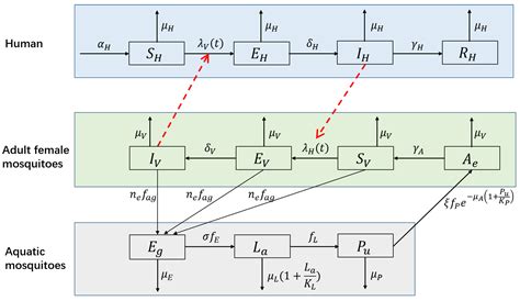 Modeling the Heterogeneity of Dengue Transmission in a City