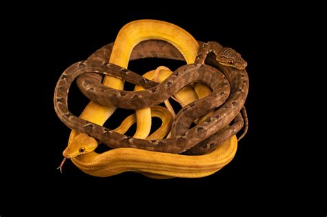 Amazon Tree Python 的图像结果