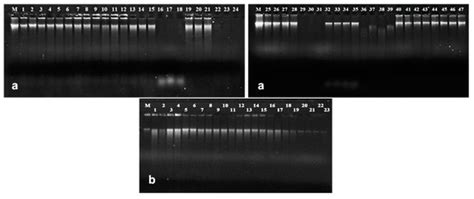 Foods | Special Issue : Target and Non-Target Approaches for Food ...