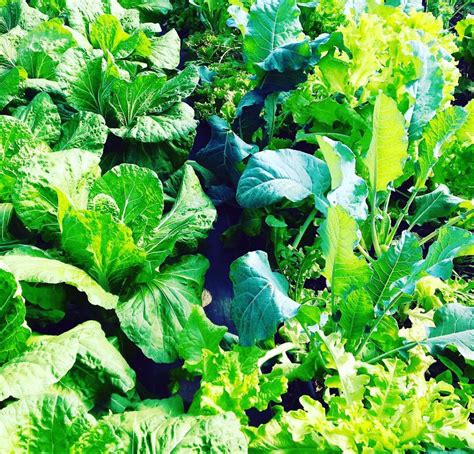 Local Simple Proctuet 的图像结果