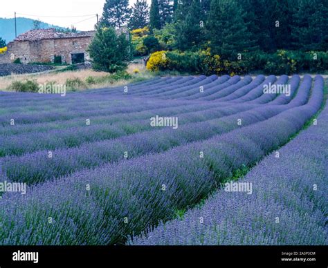 Lavender fields in Provence, France Stock Photo - Alamy