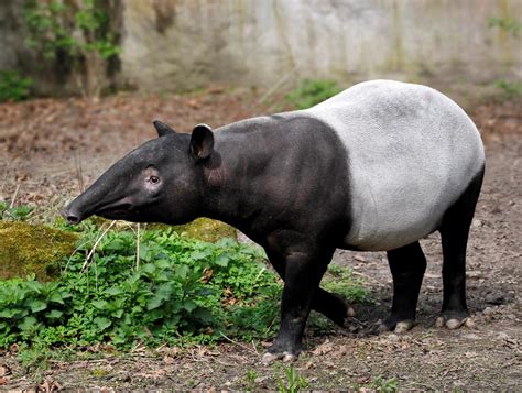 Tapir - KHAO SOK National Park, Thailand