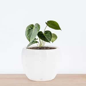 BLOOMBUDDY® Elma White Ceramic Planter Pot – 9.5 cm × 7 cm | Mini ...