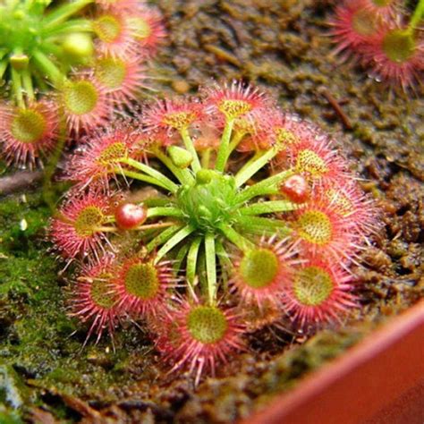 Buy Edengarden Rare Venus Flytrap Seed Carnivorous Seed Dionaea ...