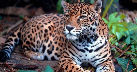 From jaguar teeth to the nail of the great beast: The evolution of ...