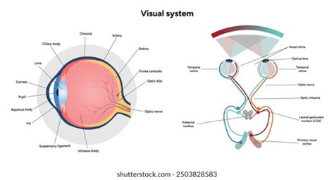 Human Visual System 的图像结果