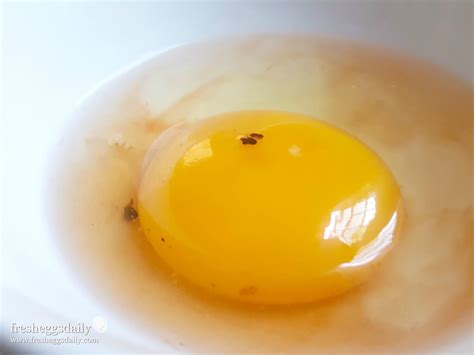 Egg Yolks With Red Spots at Douglas Wilder blog