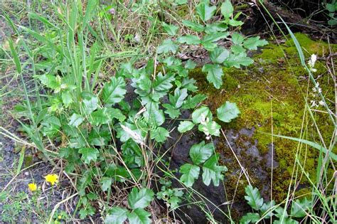 Poison Oak Pictures to Help You ID This Plant