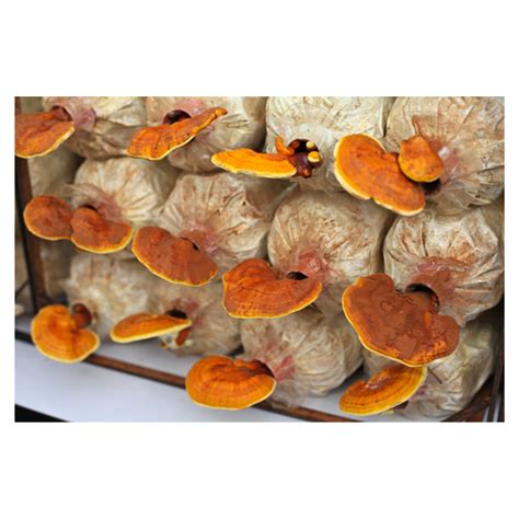 Ganoderma lucidum Mushroom Spawn (Reishi) – BM MUSHROOM ONLINE STORE