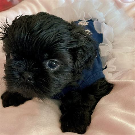 Black Shitzu Puppies Shih Tzu Dog Breed Information & Cost | ManyPets