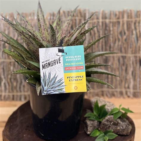 Mangave Pineapple Express - Four Seasons Nursery