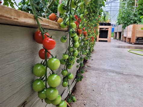 Tomato TLC Workshop, 15th Ave and Westridge Dr, Invermere, BC, Canada ...