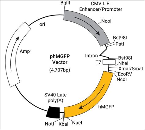 Pcambgfp Vector Map 的图像结果