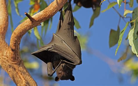 A guide to the flying-foxes of Australia- Australian Geographic