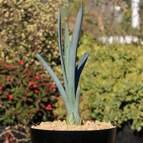 Shop Blue agave 'Tequila Plant' Agave Tequilana - Care and Info ...