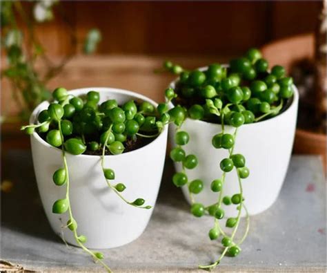 String of Pearls (2 Pcs) (With Soil, Plant & Pot) – Kumaun Plants