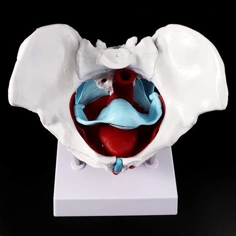 Buy Pelvis Model - Woman Anatomical Pelvis Model - Muscle Pelvic Floor ...
