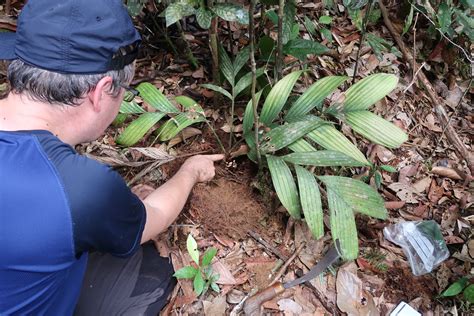 The palm that flowers underground | Kew