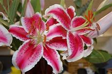 significato fiori giglio significato giglio linguaggio dei fiori significato fiori giglio significato giglio linguaggio dei fiori