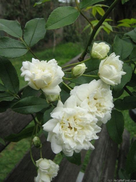 'Lady Banks White' Rose