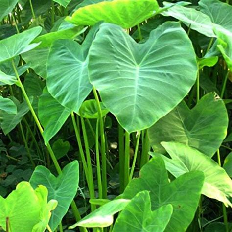 Seedstores Elephant Ear Colocasia Esculenta Taro Plant Bulbs/Rhizomes ...