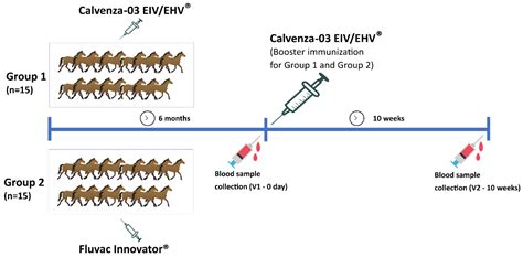 Immunogenicity of Calvenza-03 EIV/EHV® Vaccine in Horses: Comparative ...