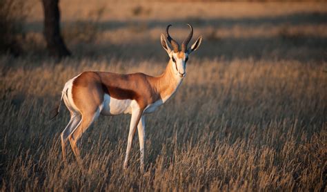 Image result for Springbok No. 1