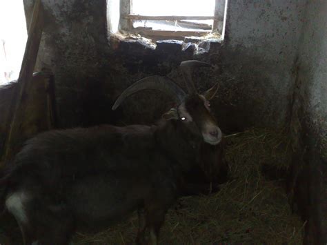 Tiere Kleinanzeigen Riesa Anzeigenmarkt Riesa