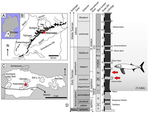 A New Large †Pachycormiform (Teleosteomorpha: †Pachycormiformes) from ...