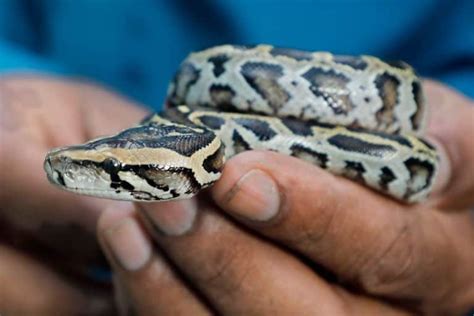 Image result for Ball Python Scared