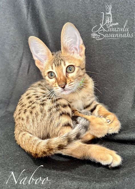 F1, F2, F3, F4, F5 & F6 Savannah Cats for Sale | Contact Now