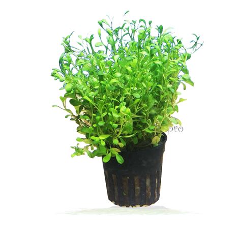Buy 3 Carpet Plants Package Dwarf Baby Tears Dwarf Hairgrass and Glosso ...