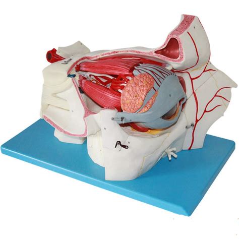 Educational Model Medical Human Eyeball And Orbital Vascular Nerve ...